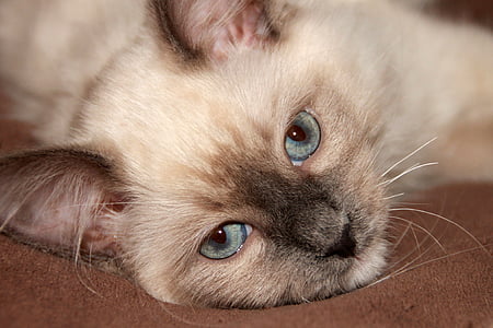 Ragdoll, blå øjet, øje, kat, killing, tøjdyr, drømme