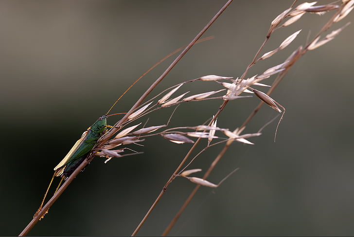 langflüglige sword cricket, conocephalus fuscus, males, grasshopper, insect, nature