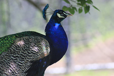 peacock, bird, exotic bird, zoo bird, zoo, bright, nature
