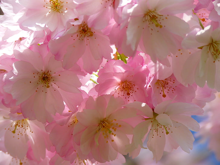 japonských čerešní, kvet, kvet, čerešňový kvet, Japonská čerešňa, Japonský kvitnúce čerešňa, okrasné čerešne