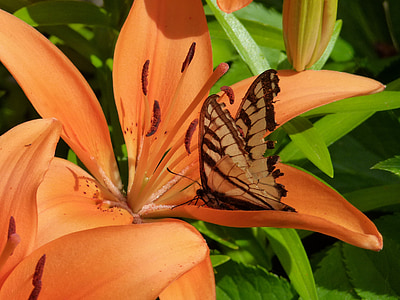 orange, lily, butterfly, close-up, nature, plant, insect