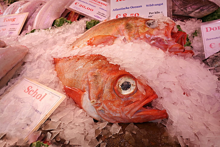 물고기, 동물, 해산물, 신선한, 신선한 생선, 생선, 시장