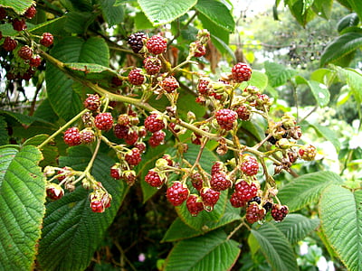 mora, red, wild, berries, fruit, nature, leaf