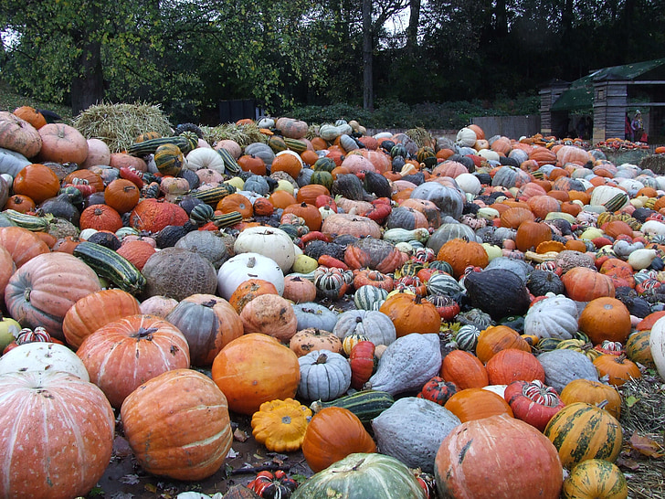 bundeva, procvat barokne ludwigsburg, jesen, žetva, povrće