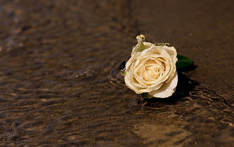 Троянда, білий, води, Кохання, повідомлення, квітка, пісок