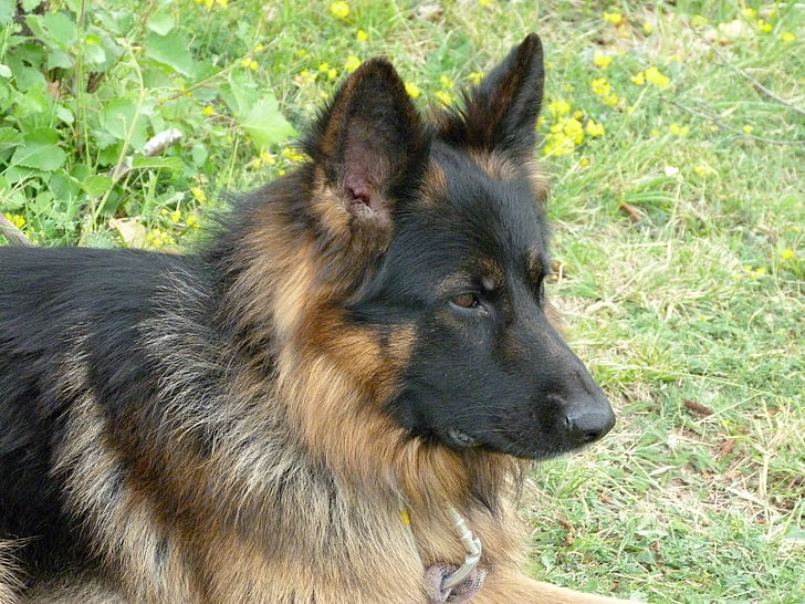 animal, dog, german shepherd, pet, watchdog, animals, vigilant