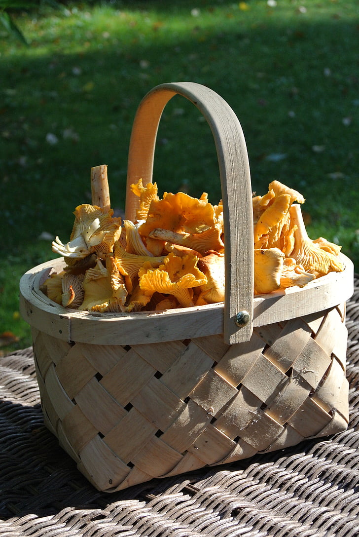 chanterelle, yellow, mushroom, fall, basket