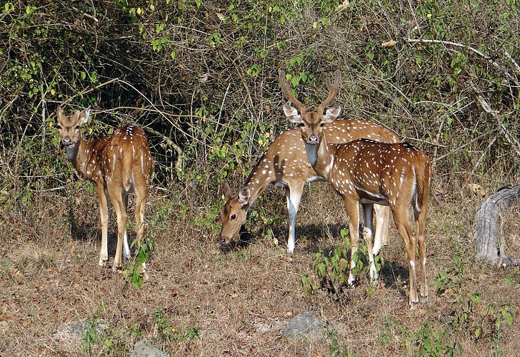 spotted deer, chital, axis axis, deer, wildlife, mammal, wild