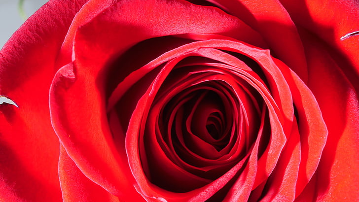 rose, red rose, flower, petals