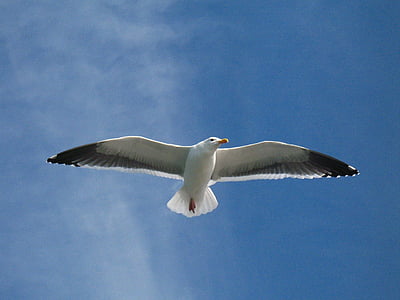 gull, seagull, flying, soaring, sky, blue, bird