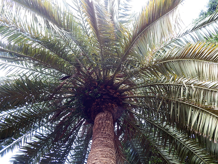Palm, taim, subtroopiline, Wedel, väike nurk shot, loodus, puu