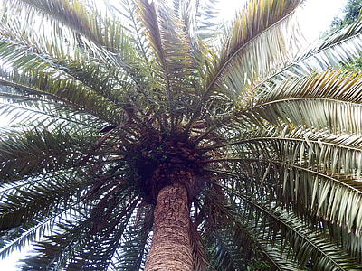 Palm, plant, subtropische, Wedel, lage hoek schoot, natuur, boom
