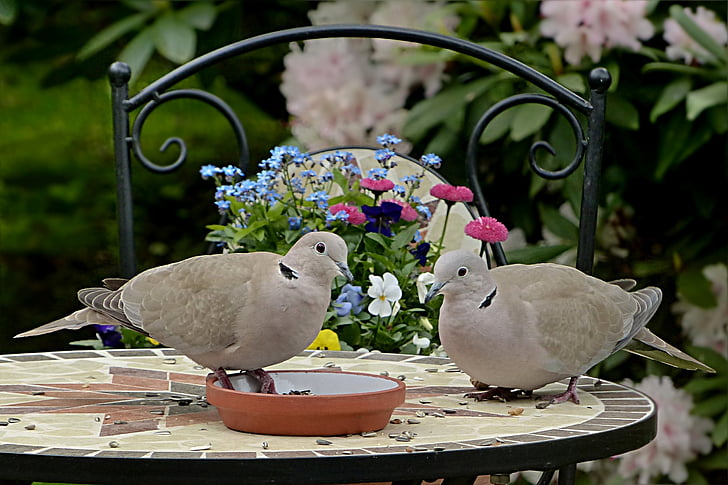 Dove, collared, Streptopelia decaocto, par, fågel, födosökande, trädgård
