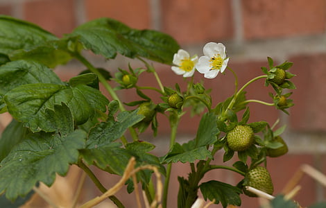 strawberry plant, strawberry flower, immature, strawberry, garden, macro, nature