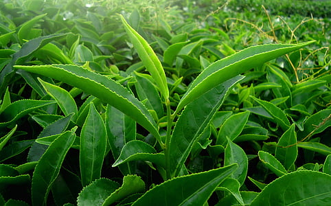 leaf, green, nature, tea, kerala, india, green leaf