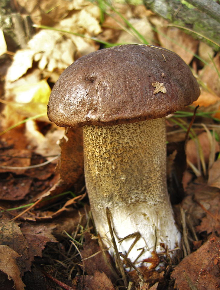 birch mushroom, firs, mushroom, edible, autumn, forest, nature