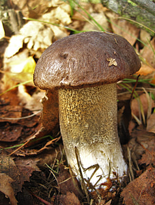 Birch jamur, cemara, jamur, dapat dimakan, musim gugur, hutan, alam