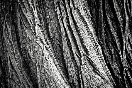 abstract, background, bark, black, black-and-white, dirty, forest