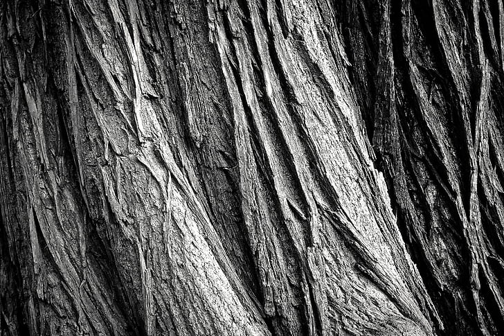 tree, tree bark, log, nature, tribe, wood, bark