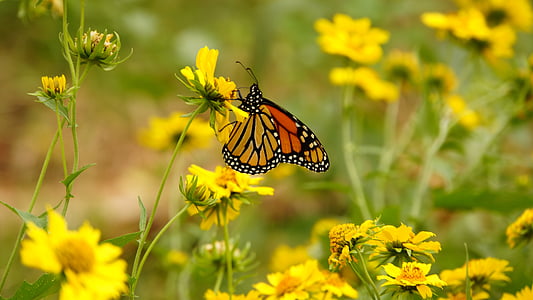 flower, butterfly, yellow, insects, nature, animals, flowers