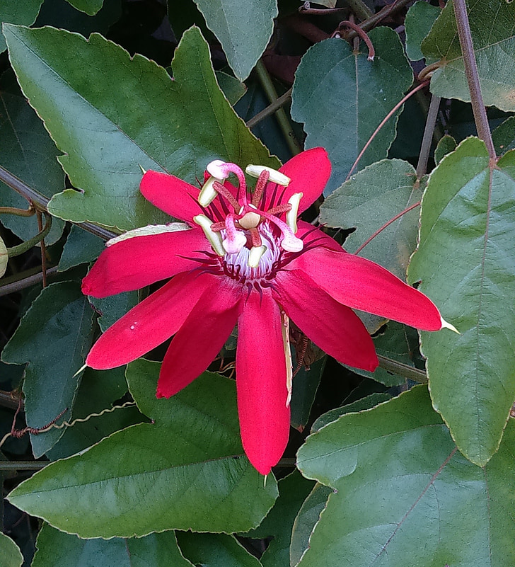 fleur, Passiflore rouge, Passiflora miniata, rouge, flore, macro, Bloom