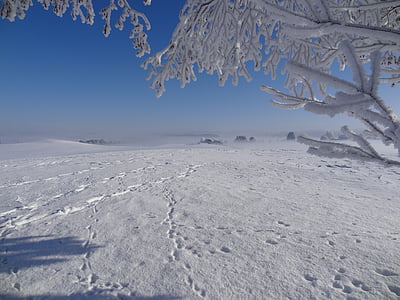 mùa đông, mặt trời, sương mù, chín, cây, Frost, sương muối