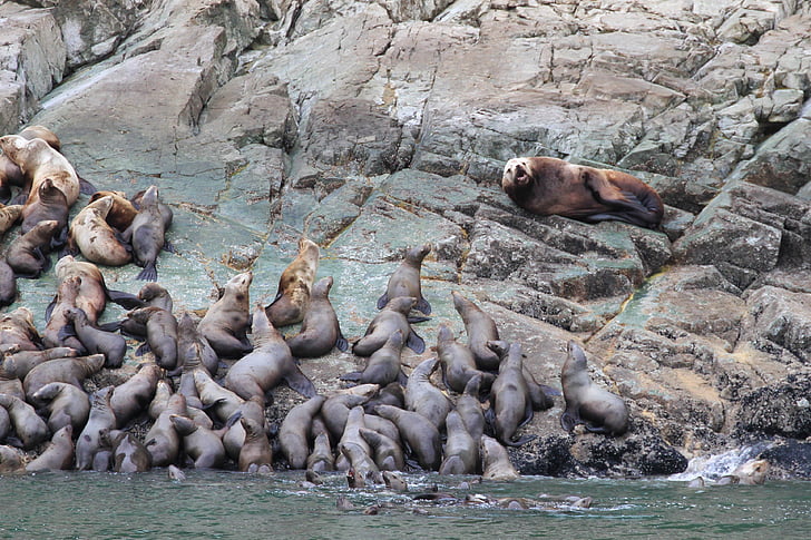 seals, animals, sea life, marine, aquatic, wildlife, wild