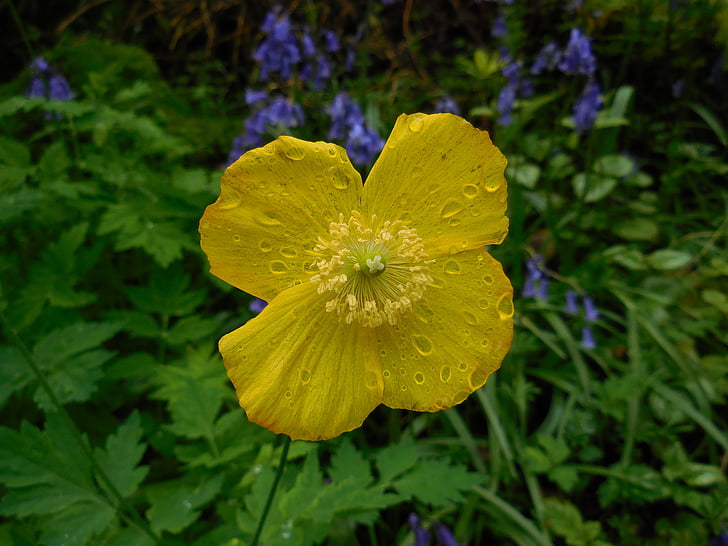 flor, amarillo, gotas de lluvia, húmedo, naturaleza, primavera, flores