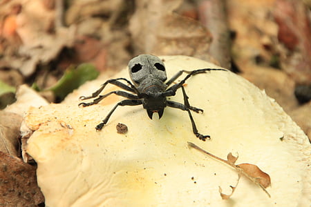 beetle, black, bug, cerambycidae, funereus, horns, morimus