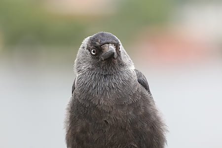 bird, plumage, springs, member of the crow family, animal, wildlife, nature
