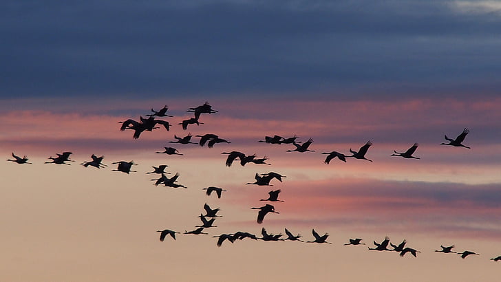 cranes, birds, sunset, migratory birds