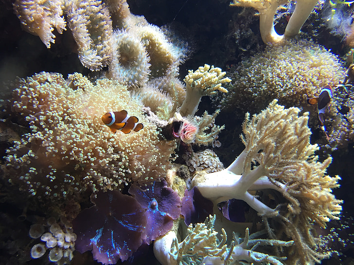 tropical, reef, aquarium, fish, clown fish, coral, underwater