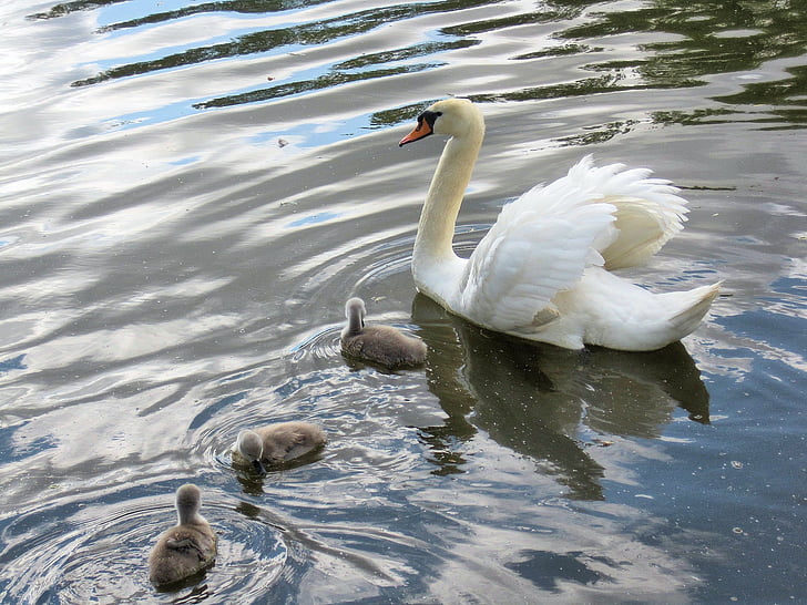 swan, baby signets, river, waterfowl