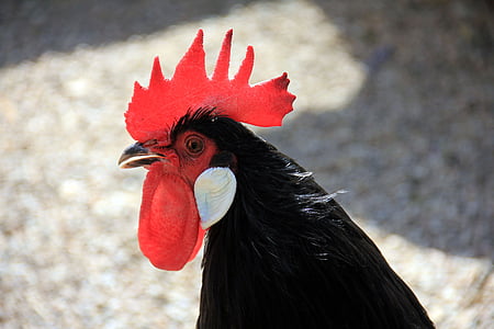 animal, bird, geglügel, hahn, rooster, cockerel, farm