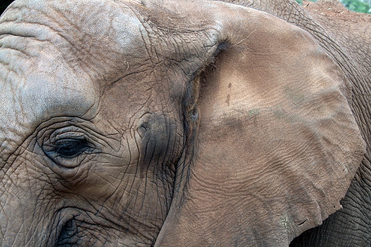 Afrikaanse olifant, oog, oor, dier, dieren in het wild, grote