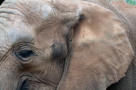 slon africký, oko, ucho, zvíře, volně žijící zvířata, velké