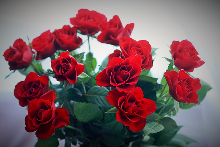 rose, red, flower, rose - Flower, nature, bouquet, petal