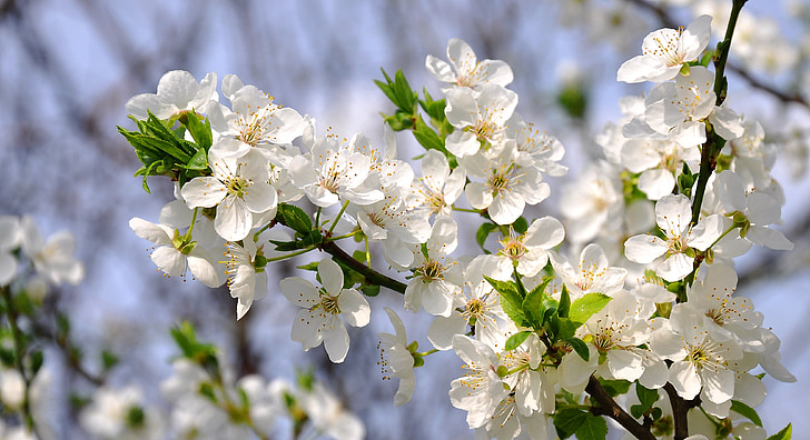 flores da Primavera, ameixa, Branco