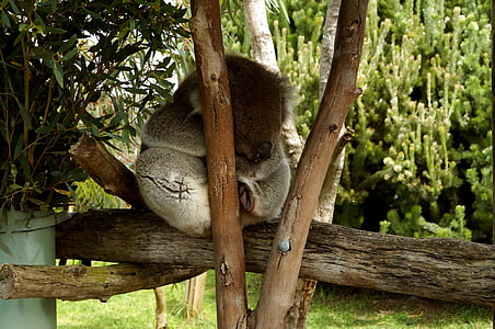Koala, drevo, srčkano, evkaliptusa, spanja, ljubki, Aussie