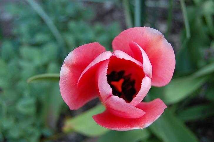bunga, Tulip, merah muda, bunga, Landskrona, alam, kelopak