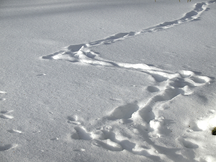 cubierto de nieve, invierno, tierra, piso, tierra, pistas, marcas