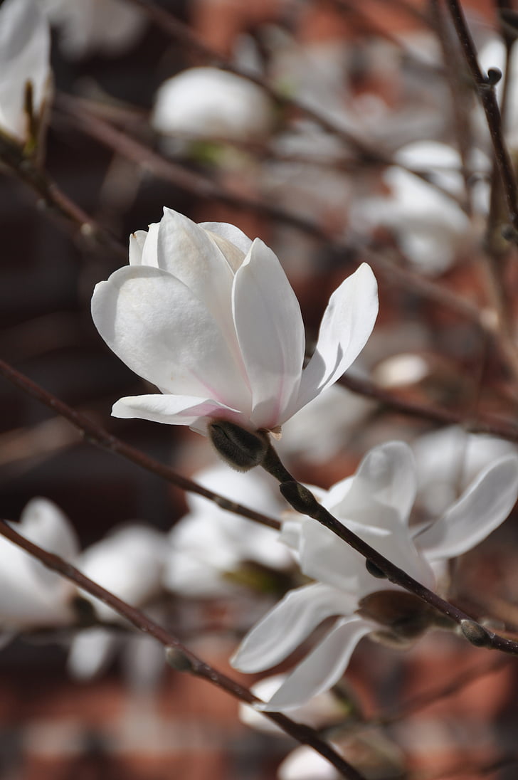 flor del cirerer, blanc, primavera, natura, jardí, flor, Parc