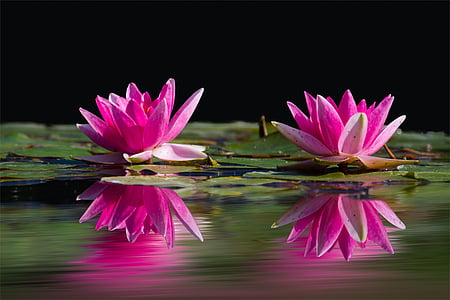 two, pink, waterlilies, black, background, flowers, nature