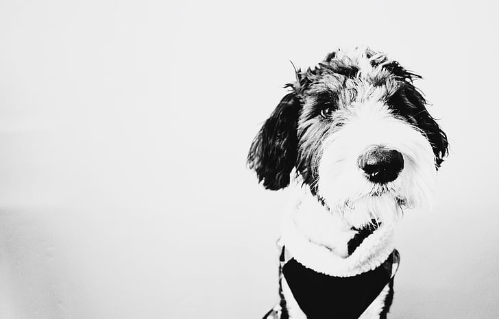 dog, puppy, animal, black, white, black and white, monochrome