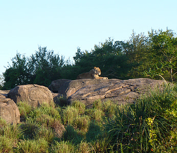 vrouwelijke Leeuw, Leeuw, Rock, wildernis, Afrika, Safari, zonsondergang