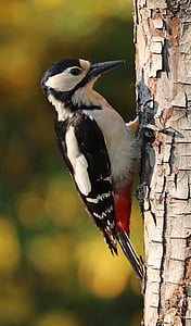 woodpecker, great spotted woodpecker, great spotted, bird, tree, nature, wildlife