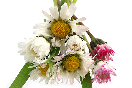 Daisy, Hoa, mùa xuân, màu vàng, trắng, sáng sủa, bó hoa