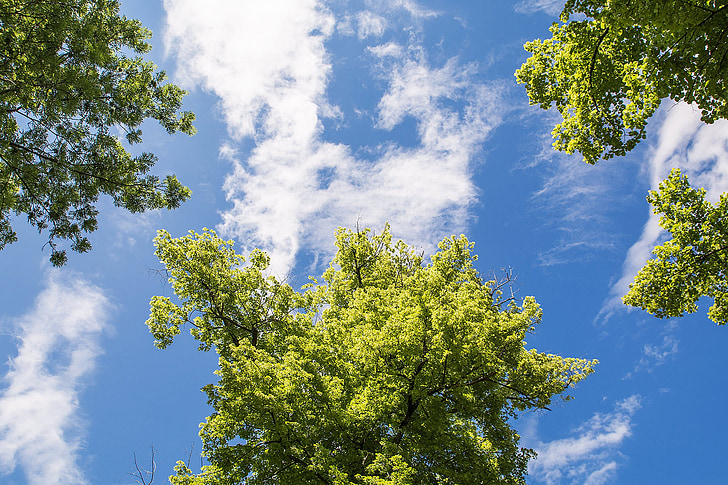 arbre, cel, blau, núvols, Mirant cap amunt, sobre la mentida de Prat, primavera