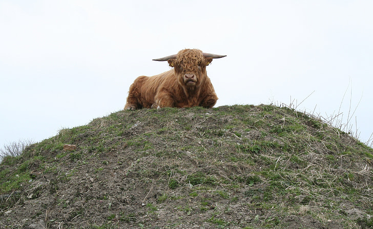 bull, highland cattle, cattle, scottish highland cattle