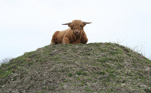 touro, gado das terras altas, gado, gado das terras altas escocesas